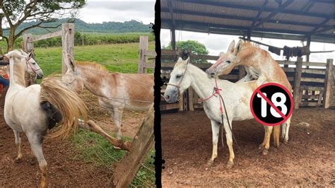 mulher transando com jumentos|Mulheres Transando com Jumento .